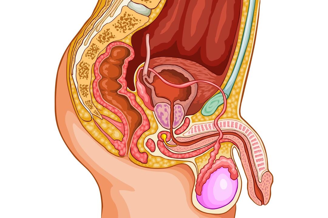 vīriešu uroģenitālā sistēma